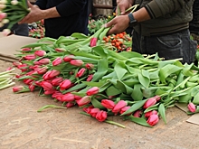 Петербург оказался в тройке лидеров по числу вакансий для флористов