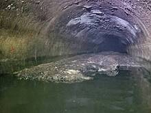 В канализации нашли «жирберг» размером с четыре автобуса