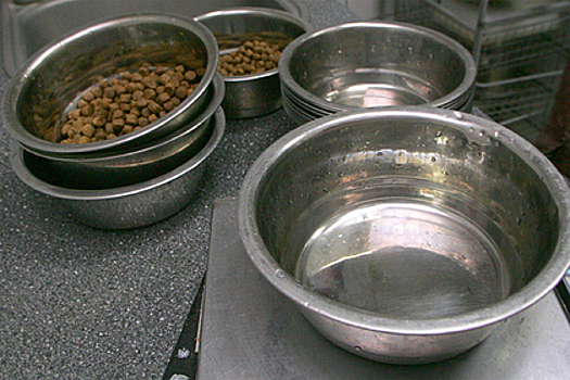 Россиян предупредили о росте цен на корм для домашних животных