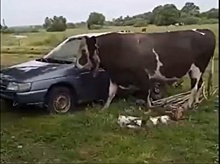 У затоптавшего насмерть курянку быка была прививка от бешенства