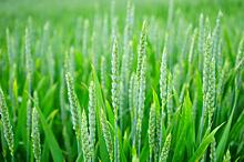 Конкурс по уменьшению фунгицидов на озимой пшенице: как это делается в Великобритании