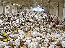 «Белый фрегат» идет с миром