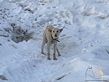 Истощенная собака вышла к людям за помощью в Нижнем Новгороде
