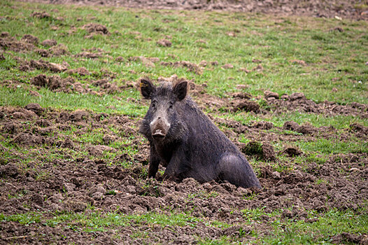 Беларусь в борьбе с чумой свиней будет использовать литовский опыт