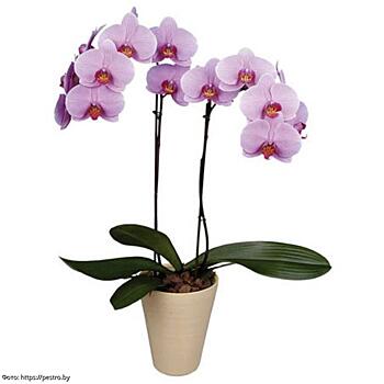 Опасные свойства орхидеи: она испортит карму и не допустит в дом мужчин