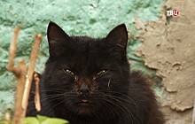 Московскому зоозащитнику грозит суд за спасение кошки из подвала