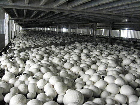 «Саянская грибная компания» решила расширить производство