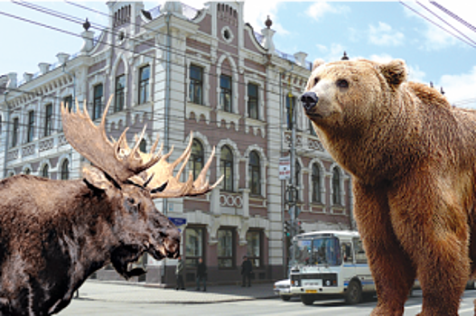 Каменные джунгли. Почему дикие звери выходят к людям?