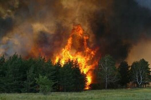 В Волгограде объявлена высокая пожароопасность в связи с жарой до +40ºС