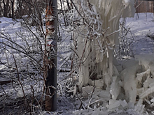Из-за прорыва трубы дерево в Саратове превратилось в ледяную «инсталляцию»