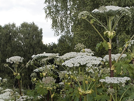 В Совете Федерации решили привлечь граждан к борьбе с борщевиком и амброзией: штрафовать дачников