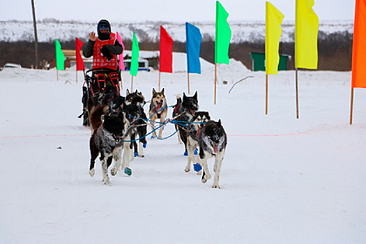 На Камчатке завершилась многодневная гонка на собачьих упряжках