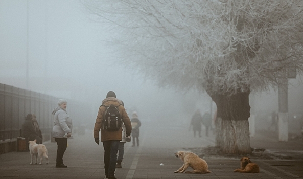 В январе на западе Волгограда отловят бродячих собак