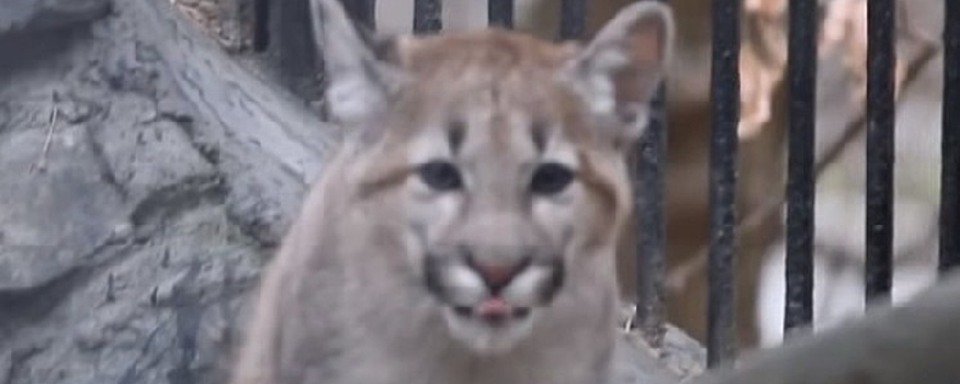 Милая крошка-пума зевала на видео в зоопарке Новосибирска: кадр поймала гостья