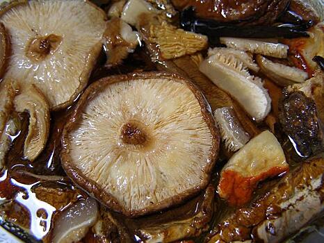 Какие грибы активизируют иммунитет человека
