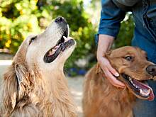 Грумер назвала пять худших пород собак для дома