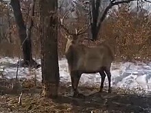 В Свободненском районе спасли оленя, попавшего в браконьерскую петлю