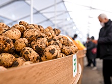 За выращивание картошки и овощей на продажу дачников могут наказать