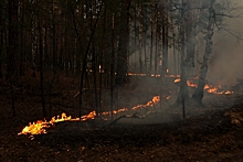 Экс-министр лесного хозяйства Федоров: регионы РФ должны отвечать за пожары