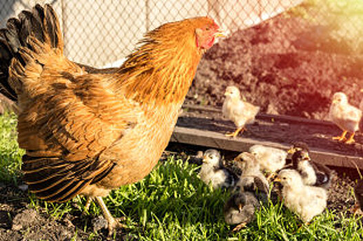 В Вологде в четыре раза увеличили поддержку производства свинины