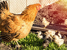 В Вологде в четыре раза увеличили поддержку производства свинины