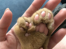 Американка показала кота с огромными лишними пальцами