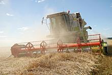 Урожай зерновых в Кировской области составил 645 тыс. т
