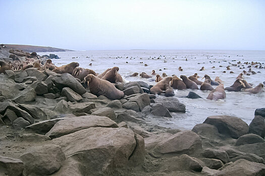 В НАО для туристов ввели правила посещения лежбищ моржей