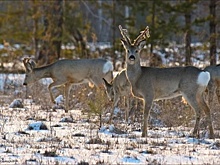 Не верь слухам! Читай «ФедералПресс». СФО. Выпуск № 215