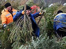 Где в России можно сдать новогодние елки: чат-бот укажет более тысячи мест