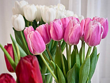 Упрекнул в несерьезности и начал обзывать: как работает мошенническая схема с доставкой цветов в Самаре