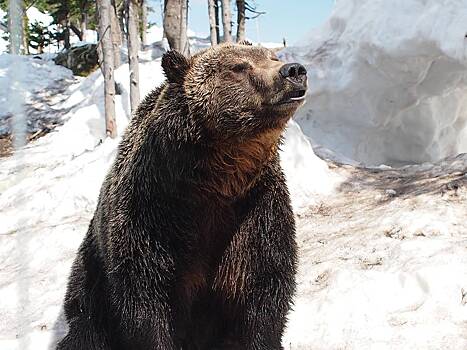 Российские туристы встретили в лесу медведя