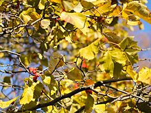 «Улучшают пищеварительную функцию»: эксперт рассказал о пользе горьких ягод