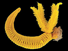 В глубоководном черве нашли токсичный пигмент с картин Рембрандта и Сезанна