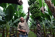 В России можно выращивать бананы, какао-бобы и кофе