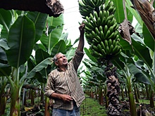 В России можно выращивать бананы, какао-бобы и кофе