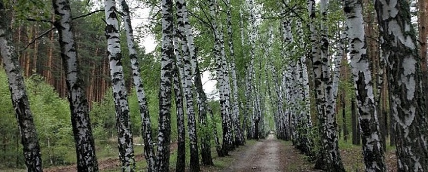 Березовая аллея в воронежской Отрожке пойдет под топор