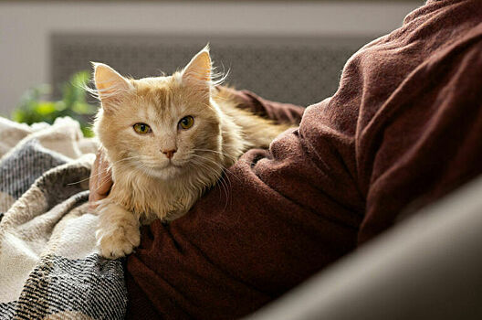 Регистрацию домашних животных могут ввести в 2026 году