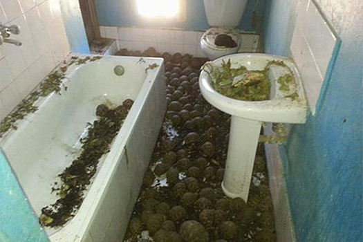 Тысячи плененных черепах нашли по «жуткому зловонию»