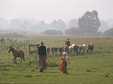 В Госдуме не поддержали идею ограничения поголовья скота в подсобных хозяйствах