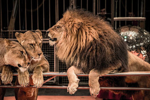 Франция запретит использовать диких животных в цирках шапито