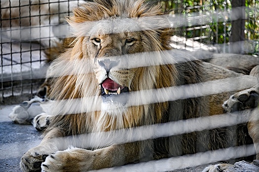 Украинский дрон едва не убил льва Нео из зоопарка в Запорожской области