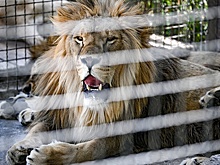 Украинский дрон едва не убил льва Нео из зоопарка в Запорожской области