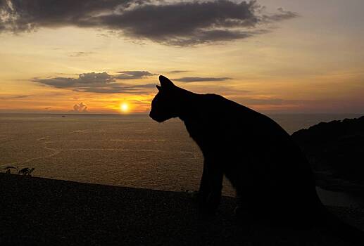 Домашний кот сбежал от хозяина и пять месяцев выживал в горах