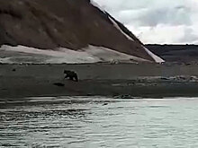 «Беги, Серега»: очевидцы запечатлели на видео смертельный конфликт между медведем и рыбаком
