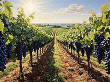 Курчатовский институт разработал метод оздоровления почвы для виноградников