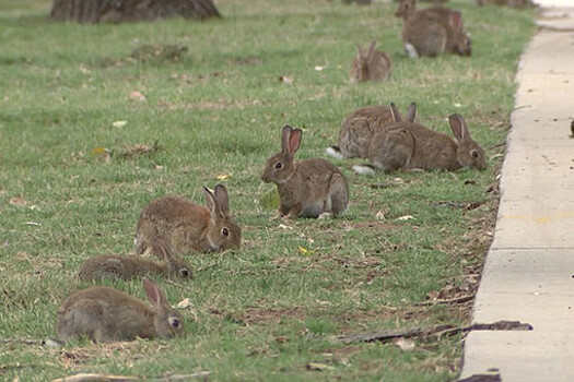 В Австралии начнут отстреливать кроликов, оккупировавших город