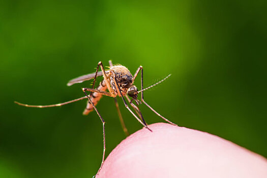 20 августа — День комара, два Нобелевских лауреата и Лавкрафт