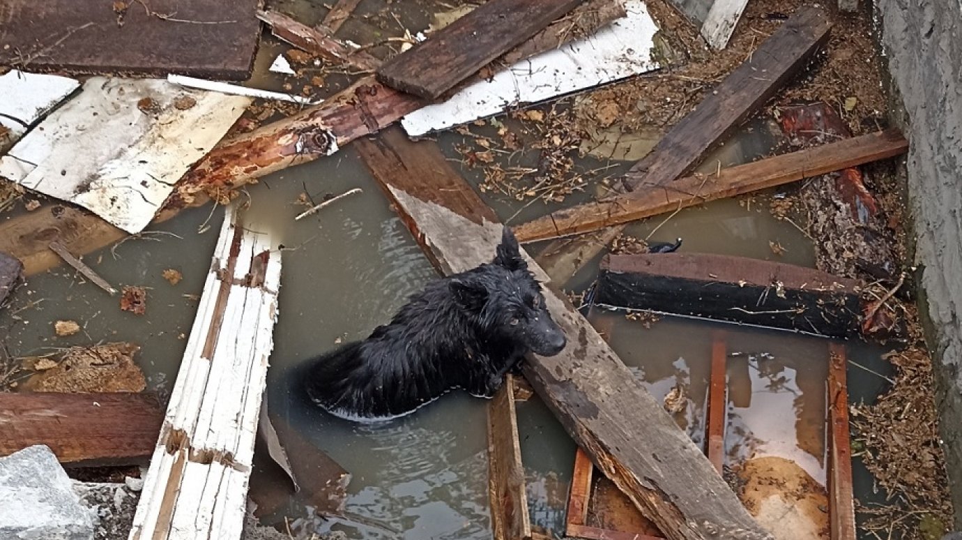 В Пензе спасли собаку, упавшую в яму с водой