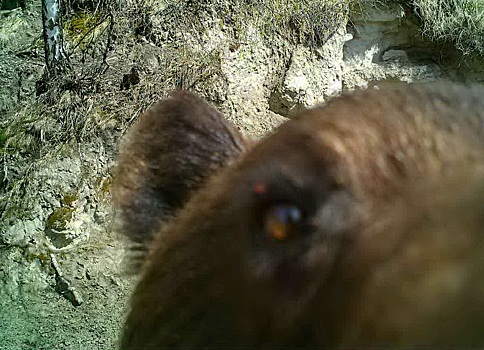 В Алтайском заповеднике сняли на видео группу медведей, переплывающих озеро
